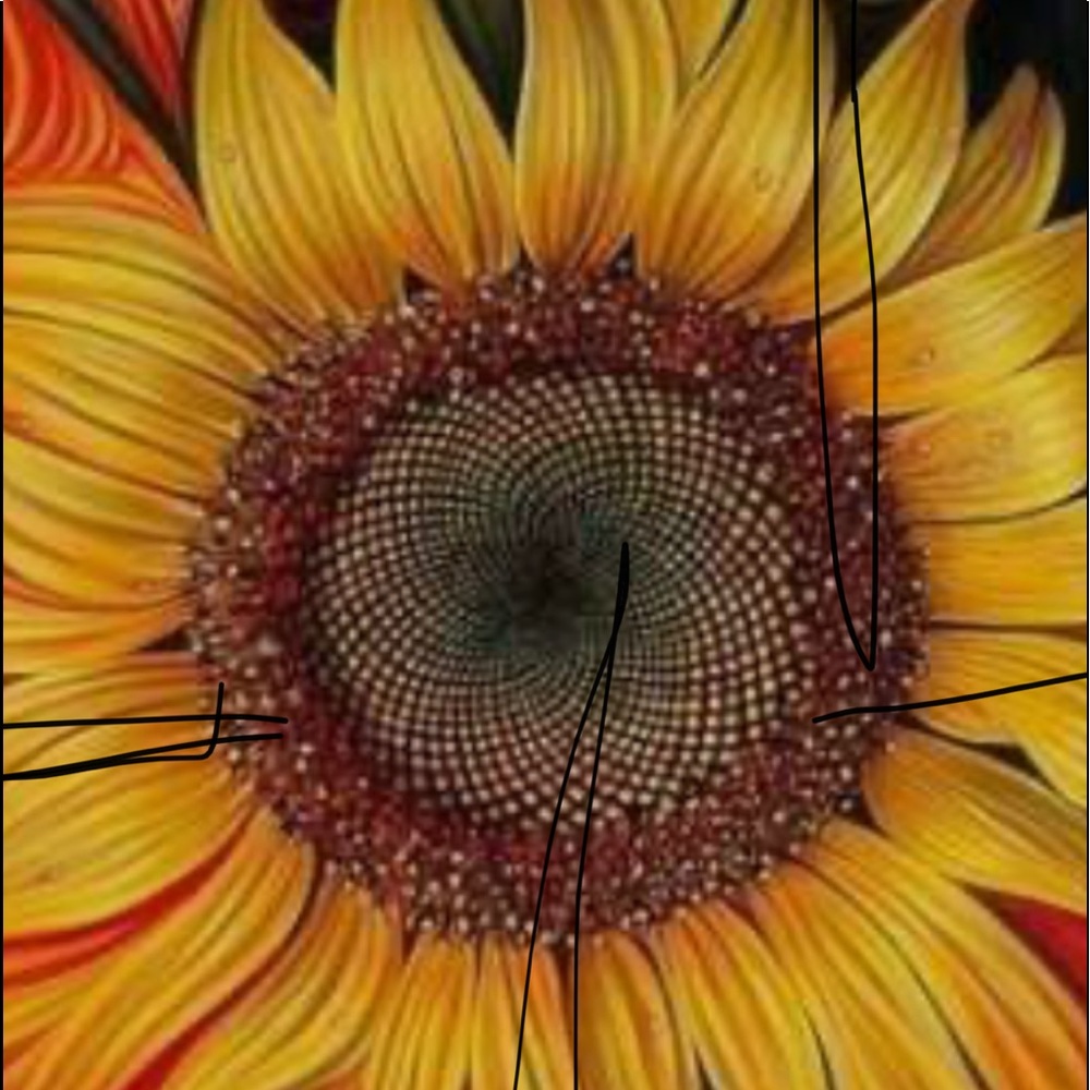 Love me a Sunflower 🌻